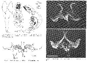 De Smet, W H (1994): Belgian Journal of Zoology 124 p.21, figs.1-4